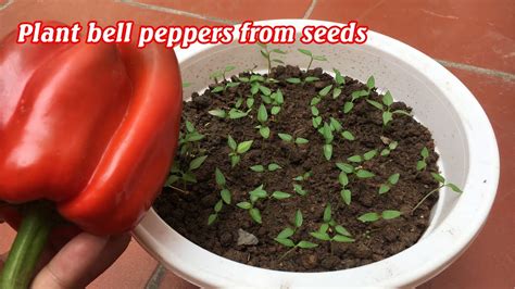 How To Grow Bell Peppers At Home Youtube