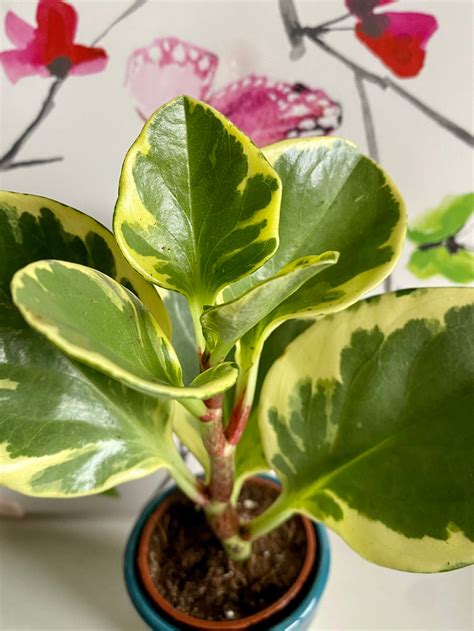 Variegated Baby Rubber Plant Peperomia Obtusifolia Lemon And Etsy