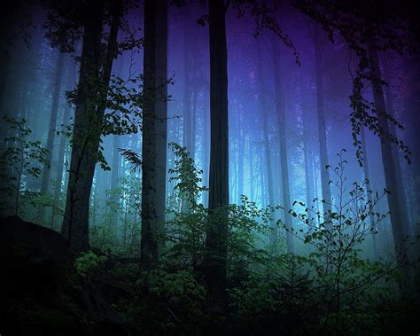 1920x1080px 1080p Free Download Dark Forest Dark Forest Grass