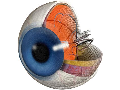 Vision Scientists Discover New Angle On Path Of Light Through Eyes
