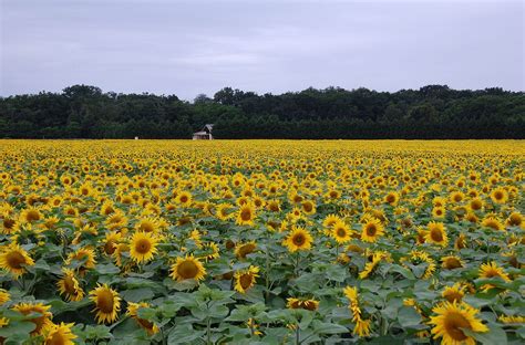 Pennsylvania Sunflower Fields And Festival Hit Their Peak