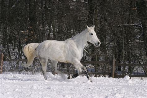 Gray Horse Running At Wintertime Stock Photo Image Of Male Action