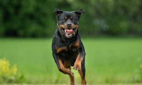 I don't envision myself abandoning the breed any time. Rottweiler/Pug Mixes: Pictures, Cost to Buy, and More ...