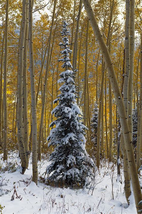 Lone Autumn Pine Photograph By Dustin Lefevre Fine Art America