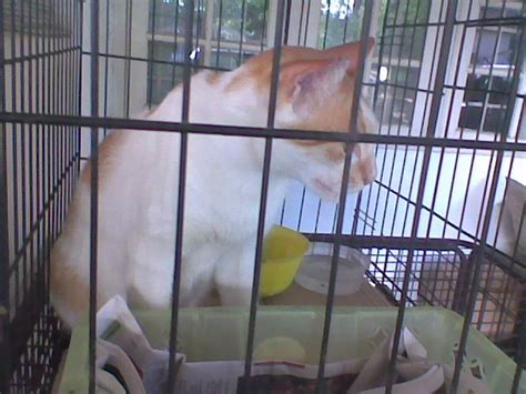 Spaying Subsidy For 1 Female Cat Yap Siew Hwas Animalcare
