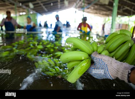 Fairtrade Banana Farmer Dominican Republic Stock Photo Alamy