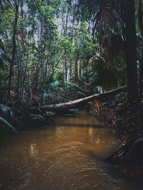 Hd Wallpaper Australia Log Trees Forest Wet Rain Ferns