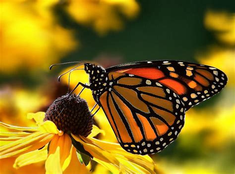 Monarch Butterflies On Flowers Funny Animal