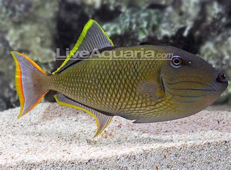 Crosshatch Bluethroat Triggerfish Hybrid Is Real And Coming To