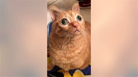 Cats Odd Googly Eyed Look Earns It Instagram Stardom Fox News