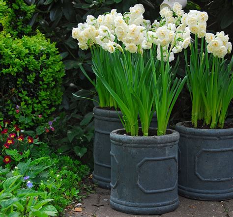 27 How To Grow Daffodils In Pots Or Containers To Decorate Your Garden
