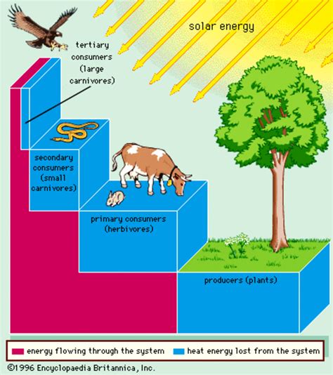 Ecology Trophic Transfer Of Energy In An Ecosystem Hubpages