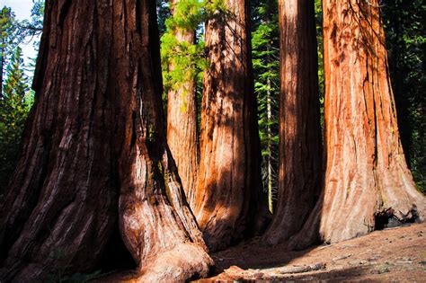 Giant Sequoias By Lorcel 500px California National Parks Giant
