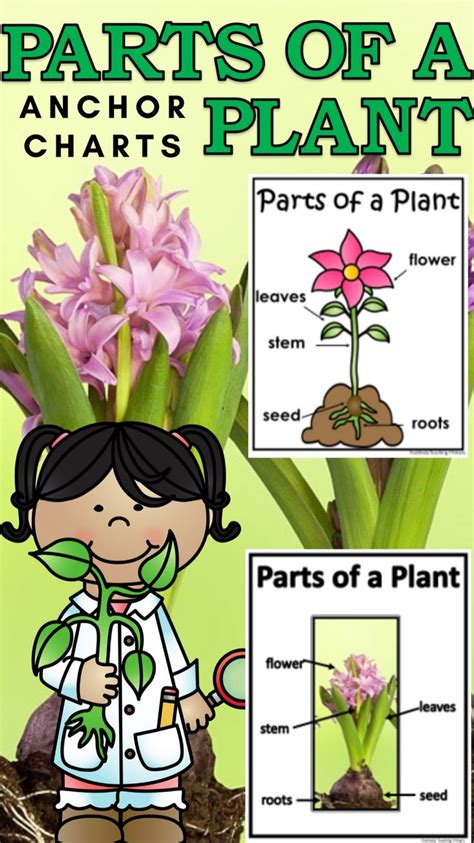 Parts Of A Plant Anchor Charts 12 Anchor Charts With