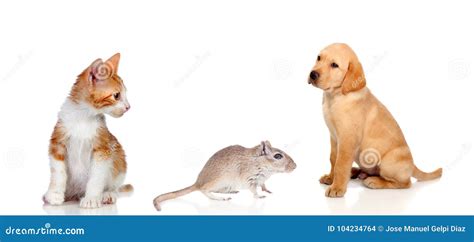 Three Different Pets Stock Photo Image Of Kitten Puppy 104234764
