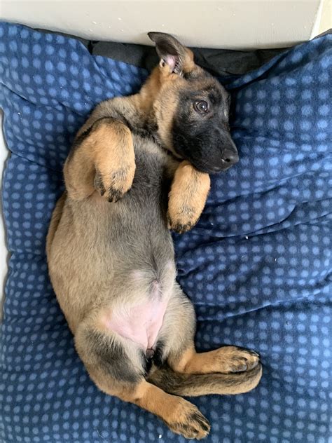 Most often it appears as patches on the hands, feet, ankles, neck, upper body and limbs. German shepherd dog puppy available | 3 months old in ...