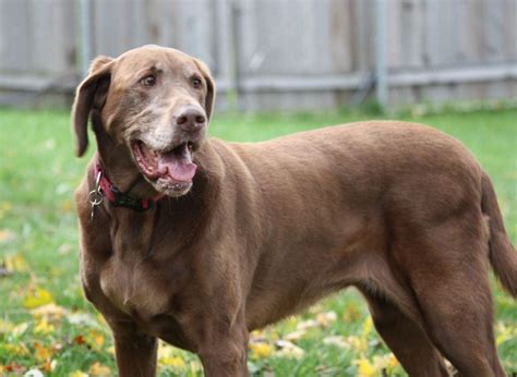 Find opening hours and closing hours from the pet & animal services category in madison, wi and other contact details such as address, phone number, website. Suzy is a senior Chocolate Lab Mix up for adoption in ...