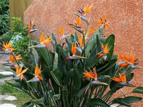 How To Grow And Care For а Bird Of Paradise Flower Birds Of Paradise