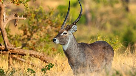 Antelope Hunting With Limpopo Safaris South Africa
