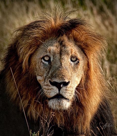 Lion Mane Photograph By Jason Lanier