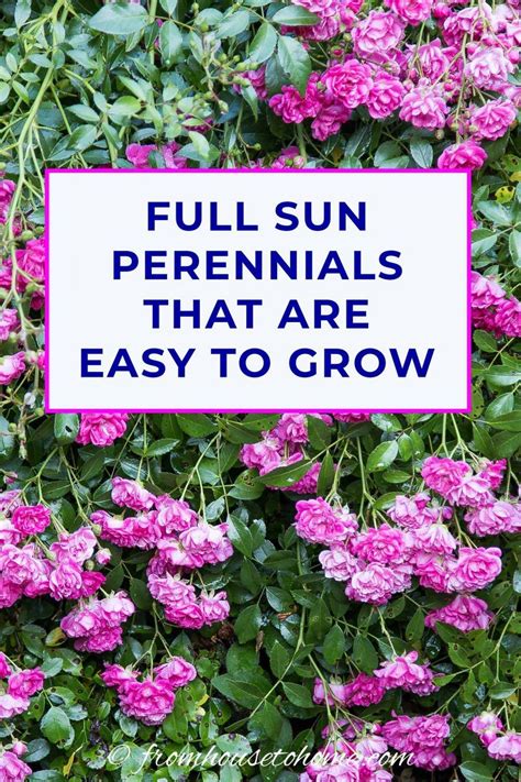 Low maintenance garden tips ideas and plants for easy gardening. Full Sun Perennials: 10 Beautiful Low Maintenance Plants ...