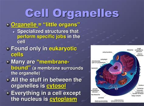 Ppt Cell Structure And Organelle Function Powerpoint Presentation