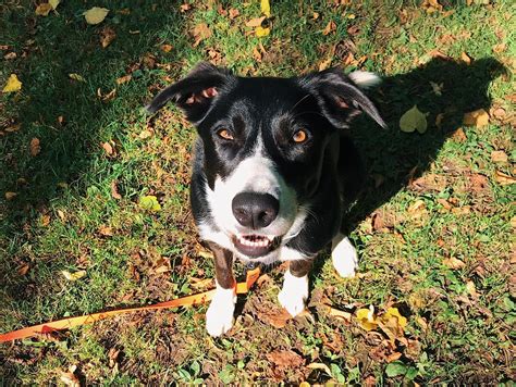 Max — Walk And Train Edinburgh Dog Training And Behaviour Modification