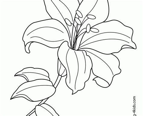 Stargazer Lily Drawing Sketch Coloring Page
