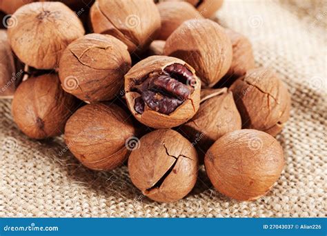 Wild Nut Identification