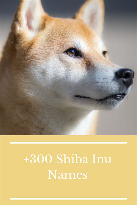 Are You Looking For The Perfect Shiba Inu Names For Your Shiba Inu Dog
