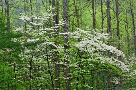 Flowering Dogwood Trees In Forest Great Smoky Mountains National Park