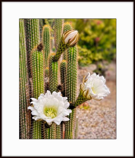 Desert Photography Flowering Cactus White Cactus Flowers Desert Decor
