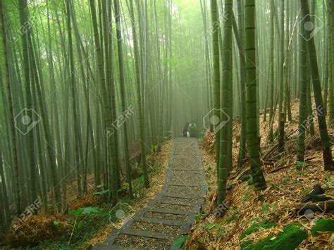 Bamboo Forest A Misty Path In An Asian Forest Stock Photo Picture
