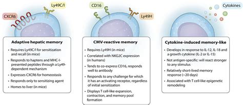 Overview Of The Three Types Of NK Cell Memory Download Scientific Diagram