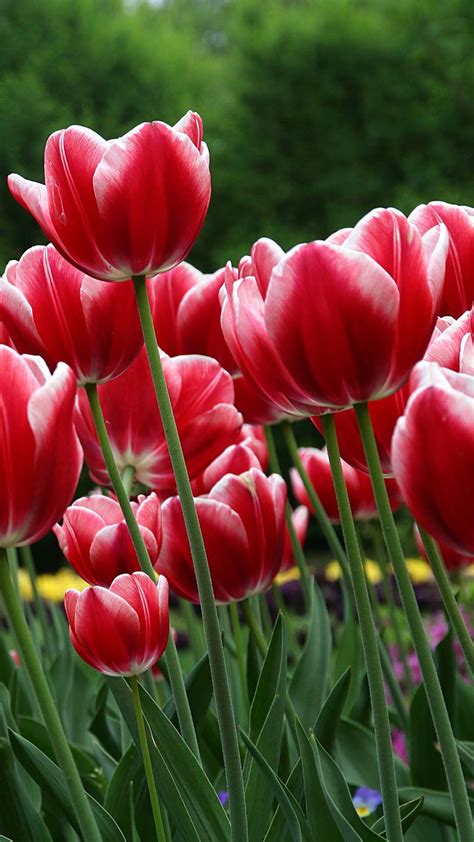 Red Tulips Htc Wallpaper Best Htc One Wallpapers Free And Easy To Download