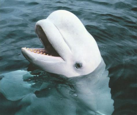 Beluga Its Nature
