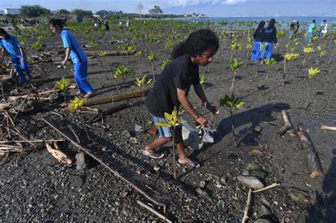 Aksi Tanam Mangrove Dan Bersih Pantai Dupa Republika Online