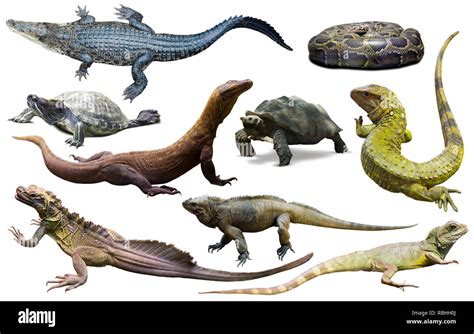 Collection Of Different Reptiles Isolated On White Background Stock