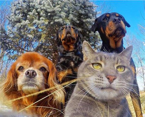 Amazing Funny Selfie Cat With Dog — Steemkr