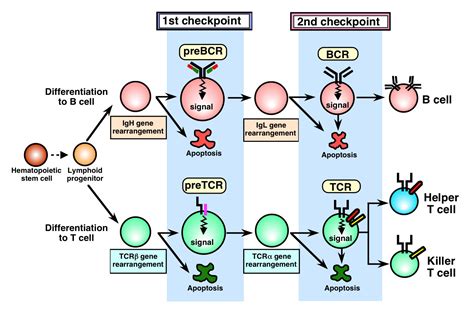 Understand what regulates the development of b cell specificity. Biomarker for B cells activation - Multiple Sclerosis ...
