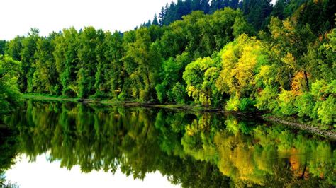River In Autumn Coast Forest Trees Reflection In Water Landscape Ultra
