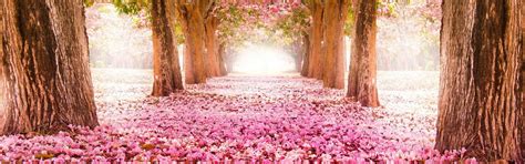 Wonderful Pink Path Under The Blossom Trees Spring Season