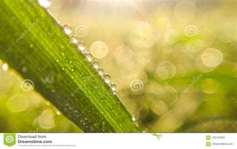 Green Grass With Water Drops On Morning Close Up Photo Stock Image