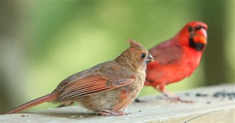Young Cardinals Fed By Dad Image Result For Avian Cardinal
