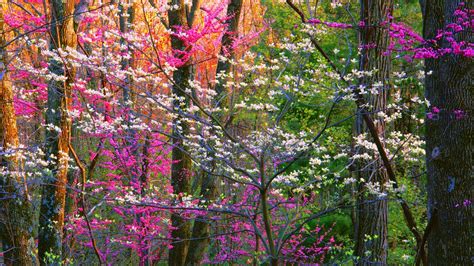 1366x768 Spring Forest Trees 1366x768 Resolution Hd 4k Wallpapers