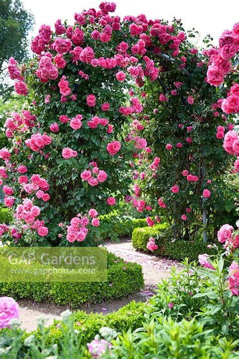Suitable for growing across the uk and ireland. GAP Gardens - Arch with climbing Roses - Image No: 0263793 ...