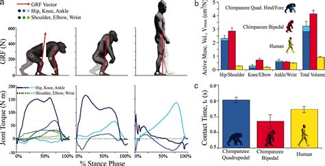 He claims that this is a stable build and can be used as a daily drive. Chimpanzee locomotor energetics and the origin of human ...