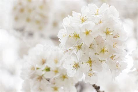 Japanese Cherry Blossoms Sakura Stock Image Image Of Fragility