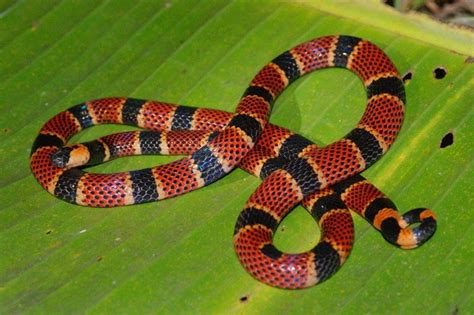 Costa Rican Coral Snakes Howler Media Click Real Escapes