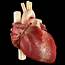 Human Heart Photograph By Medi Mation/science Photo Library